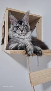 Maine Coon Big Size Male 