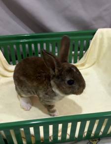 Mini-rex rabbit