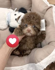MINI POODLE PUPPIES S151 🌻 Tiny Toy - Tea Cup