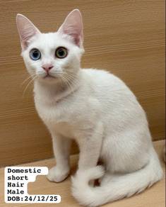 Bi color eye short hair cat for sale