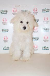 z10 Fluffy Poochon Dog