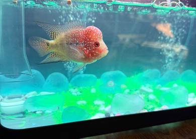 FLOWERHORN utk dilepaskan
