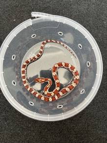 ular normal corn snake ular comel murah