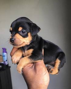 mini pinscher 9