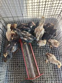 Anak Ayam Kampung ori 