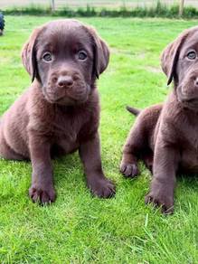 Labrador retriever puppies k