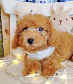 Toy Poodle