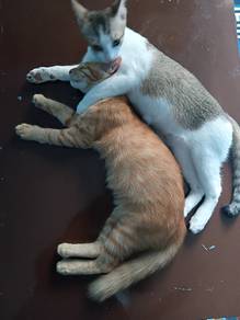 for adoption