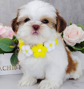 Shih Tzu