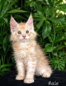 Maine Coon