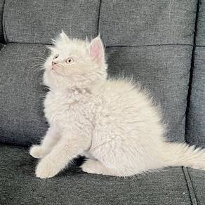 BLH Lilac Male