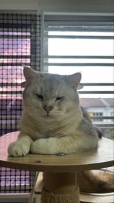BSH Silver