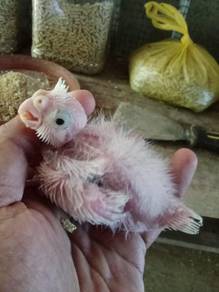 Cockateil bird