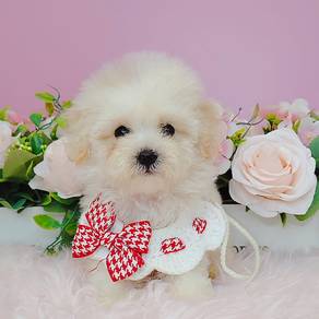 Bichon
