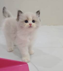 ragdoll