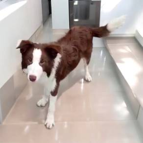 Border collie chocolate mka and microchip
