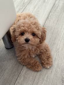 U1904 Sweet-tempered Poodle Teddy Bear Face Puppy