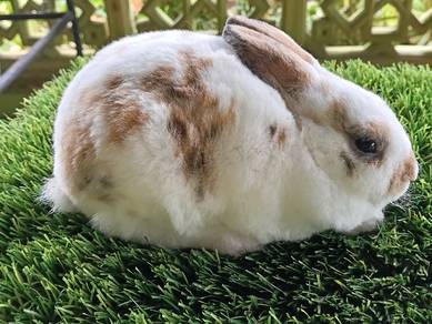 minirex bulu carpet