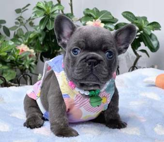 FRENCH BULLDOG PUPPIES S241 🌻 Premium Quality