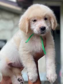 Golden Puppies1