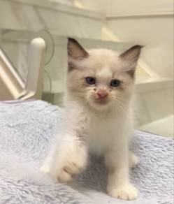 Ragdoll Male Kitten