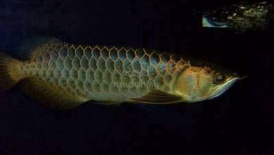 WTS 2 mgbb Arowana 7 Kelah Biru 10 Kelah Hijau