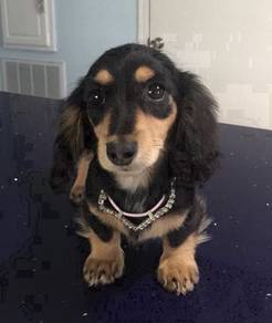 HH_BST7 Mini Dachshund long haired black tan