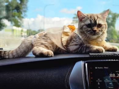 BSH tabby