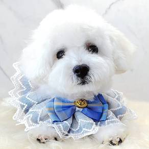 Maltipoo
