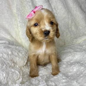 cocker spaniel j