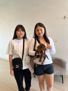 dachshund 