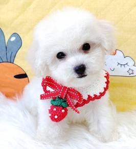 Maltipoo