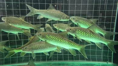 Ikan Kelah - lincah, cergas, selera makan bagus