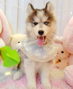 Husky