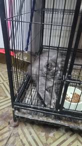 kucing parsi untuk di jual