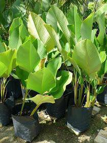 Benih Calathea Luthea
