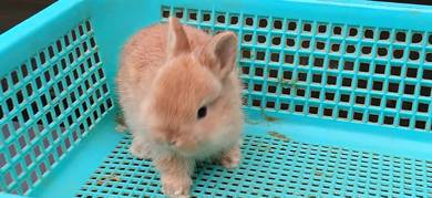 netherland dwarf rabbit