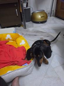 Black Dachshund puppy