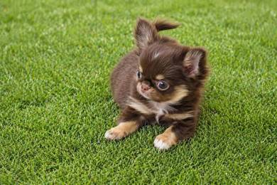Apple hard chihuahuas h