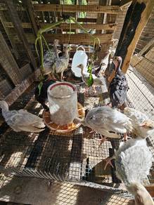 ayam belanda blue slate