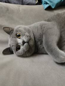 BSH Male