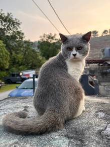 BSH - Bicolor untuk dijual