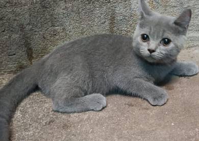 kucing bsh jantan