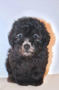 J0095 Poodle Big Eyes Teddy Face Puppy