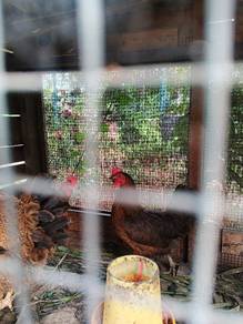 ayam kampung
