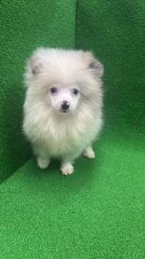 Pure Breed Blue Merle Pomeranian (M) 