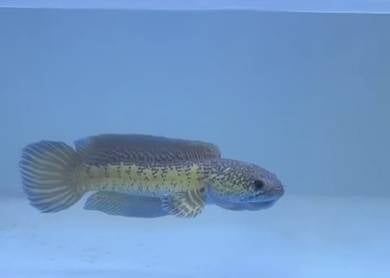 channa auranti cobra