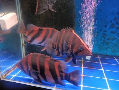 ikan indon tiger 4bar