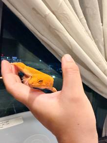 Sunglow Tornado Leopard Gecko