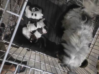 shih tzu Mix